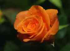 Semi rosa arancione usato  Trappeto