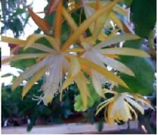 Epiphyllum fruhlings gold usato  Siculiana