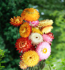 000 samen strohblume gebraucht kaufen  Stralsund-Umland I