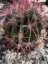Mexican fire barrel for sale  Tucson