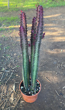 Euphorbia trigona rubra usato  Menfi