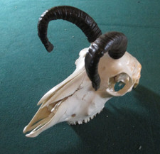 Sheep goat skull for sale  Bassett