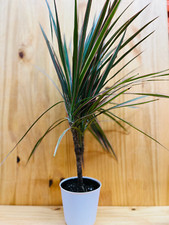 Bicolor dracaena includes for sale  Howard Beach