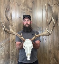 fake taxidermy for sale fake taxidermy for sale Port Matilda