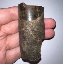 Monster size tyrannosaurus for sale  Wimauma