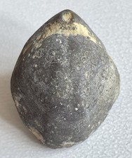 Coenothyris cycloides brachiop gebraucht kaufen  Hamburg