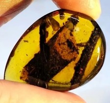 ambre insecte d'occasion  Niort