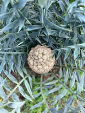 Encephalartos horridus seeds usato  Napoli