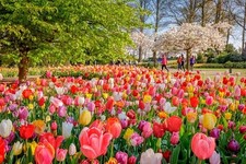 Tulip mix colors for sale  Mount Pleasant