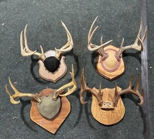 Large whitetail deer for sale  Vesper