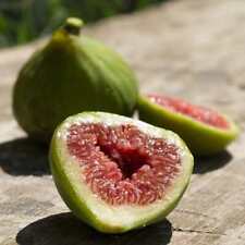 Fig dalmatie tree for sale  SOUTHAMPTON