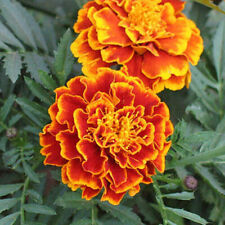 Sparky mix marigold for sale  Tarpon Springs