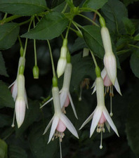 Große kräftige fuchsien gebraucht kaufen  Schirnding