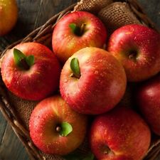 Pink lady apple for sale  Guys Mills