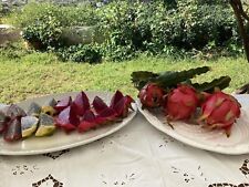 Self fertilizing dragon for sale  Covina