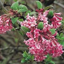 Viburnum dawn fragrant for sale  KING'S LYNN