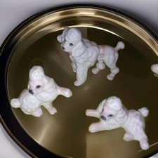 miniature poodle for sale miniature poodle for sale Sylvania