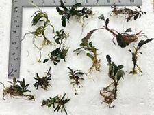 Bucephalandra assorted rhizome for sale  Marysville