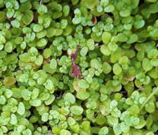 Soleriolia helixine. baby for sale  ST. AUSTELL