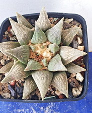 Ariocarpus retusus sb68 gebraucht kaufen  Alzenau