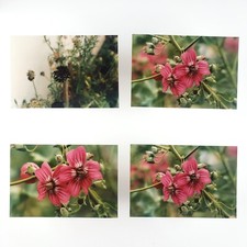 Island mallow pincushion for sale  Portland