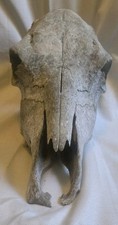 Bovine cow skull for sale  Graham