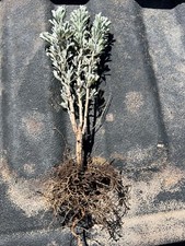 Sagebrush plants inches for sale  Malad City
