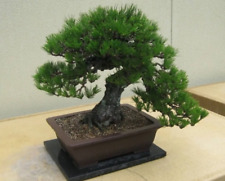 Bonsaisamen bonsai samen gebraucht kaufen  Duisburg