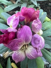 X10 wallflower sugarrush for sale  BALLYMENA