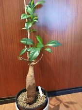 Adansonia digitata baobab gebraucht kaufen  Laboe