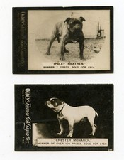 Bulldog english british for sale  UK