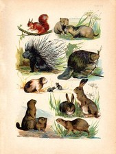 1890 martin lithographie gebraucht kaufen  Deutschland