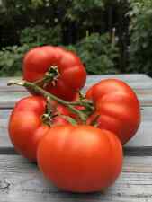 Tomatensamen kanadische sorte gebraucht kaufen  Beilngries