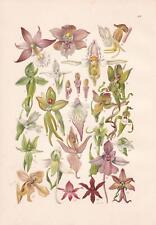 Epipactis palustris sumpf gebraucht kaufen  Deutschland