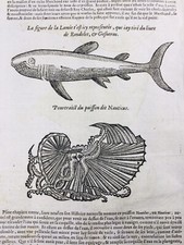 Requin lamie 1614 d'occasion  Tuchan