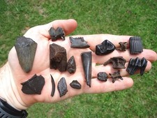 Florida fossil tooth for sale  Tallahassee