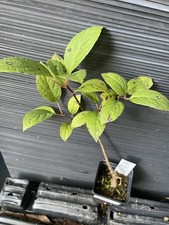 hydrangea plants for sale hydrangea plants for sale Martin
