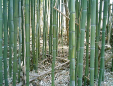 Phyllostachys aureosulcata yel for sale  Worcester