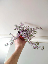 Callisia repens rosato for sale  NOTTINGHAM