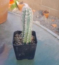Pilosocereus pachycladus super for sale  La Mirada