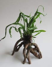 Florari mangrovenwurzel micros gebraucht kaufen  Stolberg (Rhld.)