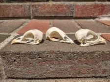 real taxidermy for sale real taxidermy for sale Madawaska