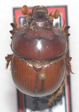 Entomologie coléopt bolbocera d'occasion  Marcq-en-Barœul