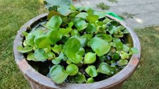 Wasserhyazinthe schwimmpflanze gebraucht kaufen  Gütersloh