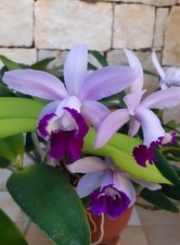 Cattleya intermedia orlata usato  Bisceglie