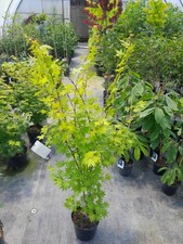 Acer palmatum summer gebraucht kaufen  Dillingen a.d.Donau