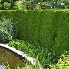 Lebensbaum thuja brabant gebraucht kaufen  Nordhorn
