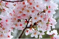 Fuji cherry blossom for sale  UK