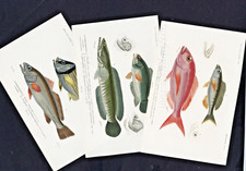 Beautiful rare fish for sale  LONDON
