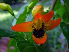 Hummingbird bush unusual for sale  Wauchula